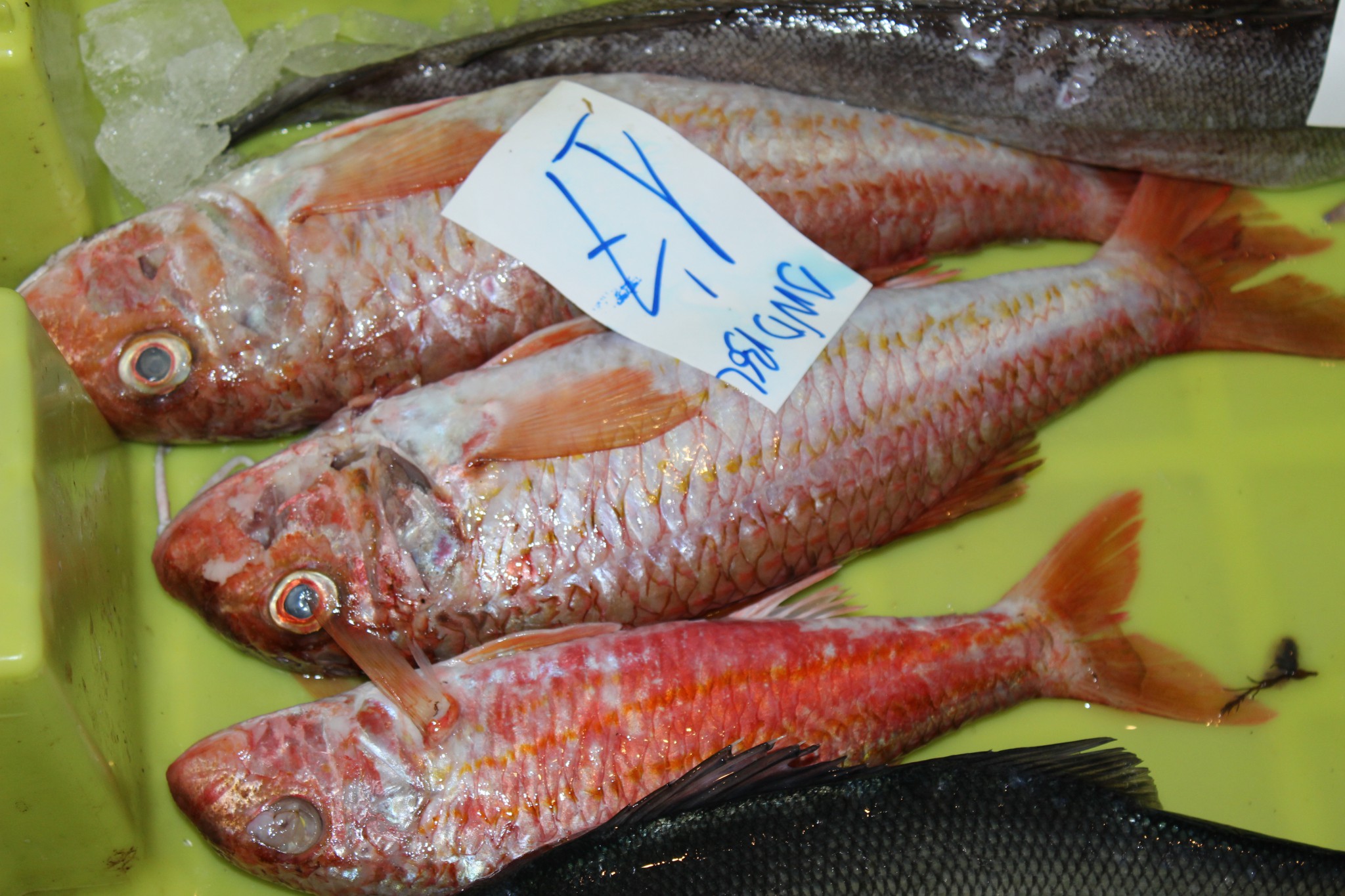 Pescado Azul: Salmonetes en la subasta de la lonja de Fisterra