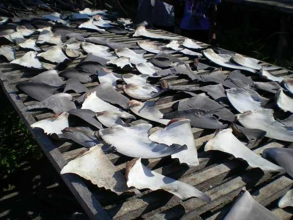 Finning: aletas de tiburon ya cortadas