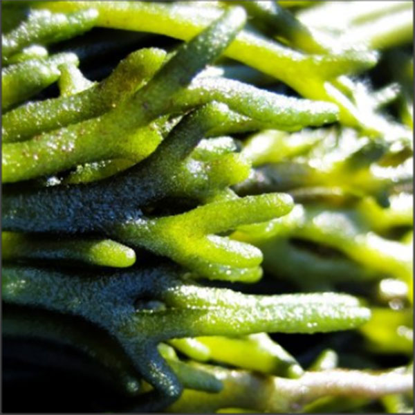 Algas comestibles: Codium muy rico en el ácido graso omega3 EPA