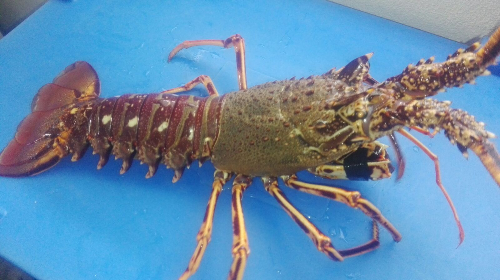 Club Lobster Perks ofrece membresía NFT y entrega langostas