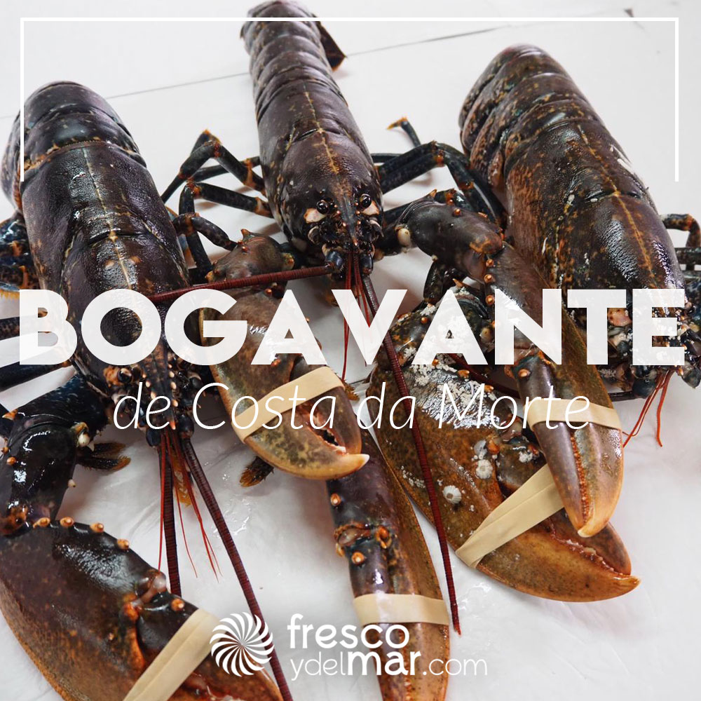 bogavante gallego a domicilio